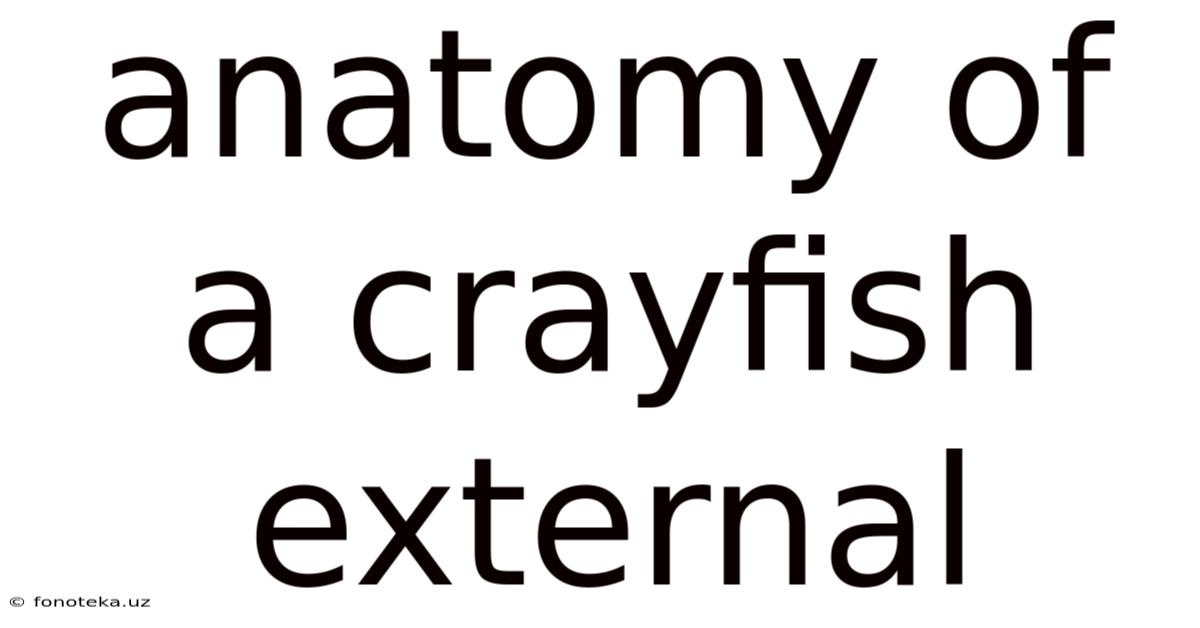 Anatomy Of A Crayfish External