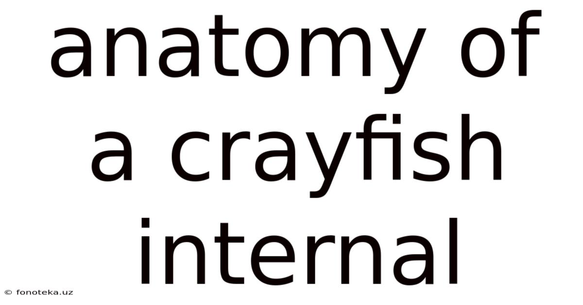 Anatomy Of A Crayfish Internal