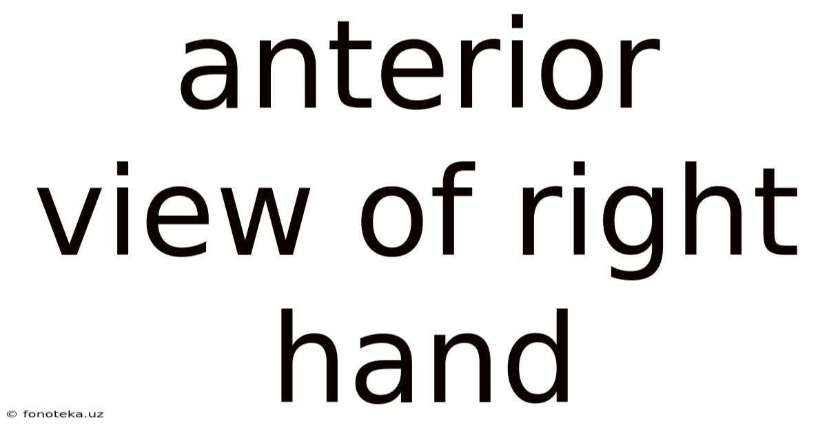 Anterior View Of Right Hand