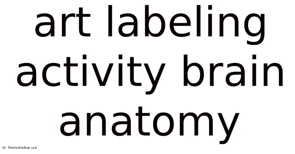 Art Labeling Activity Brain Anatomy