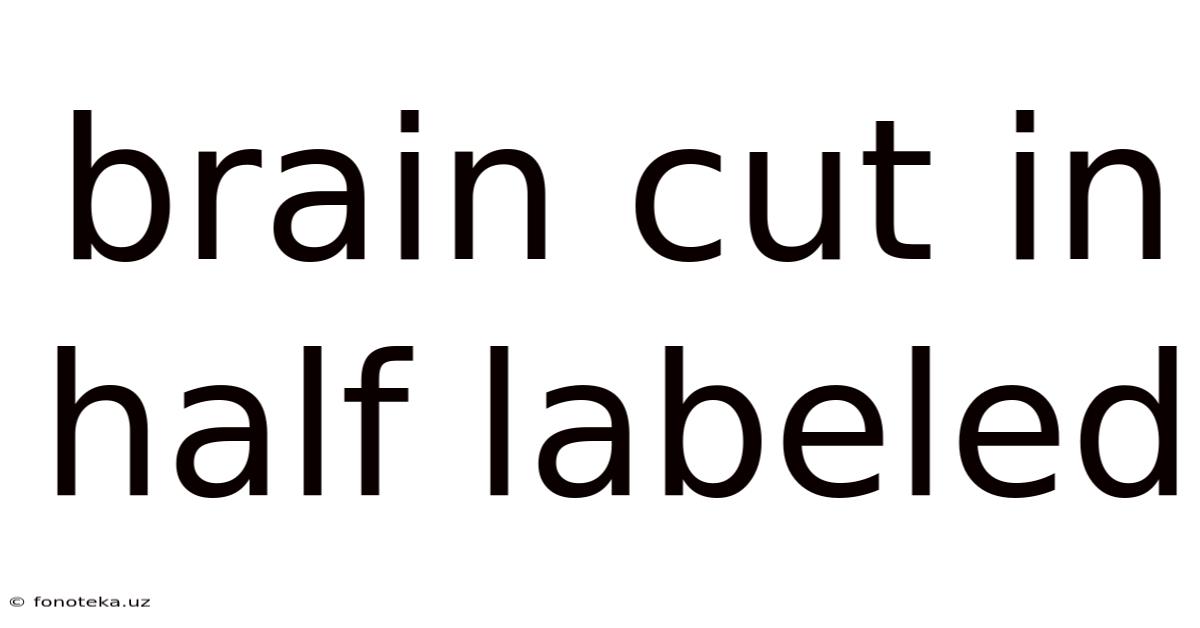 Brain Cut In Half Labeled