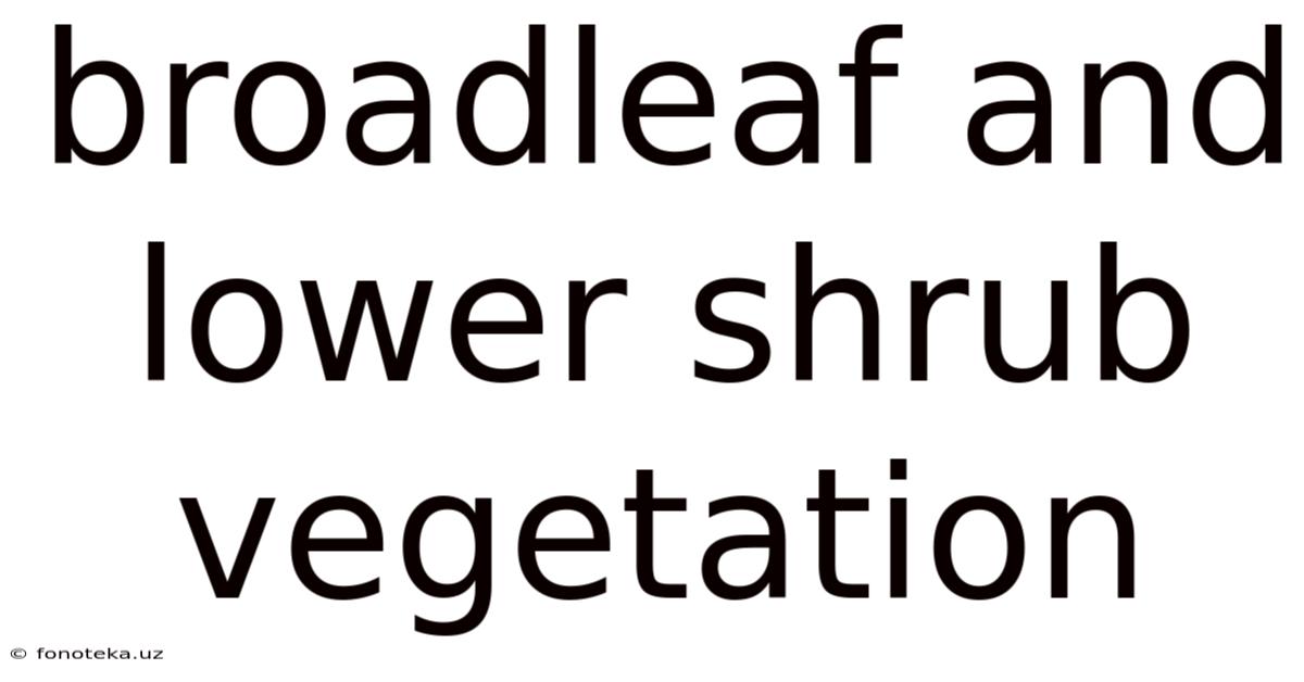 Broadleaf And Lower Shrub Vegetation