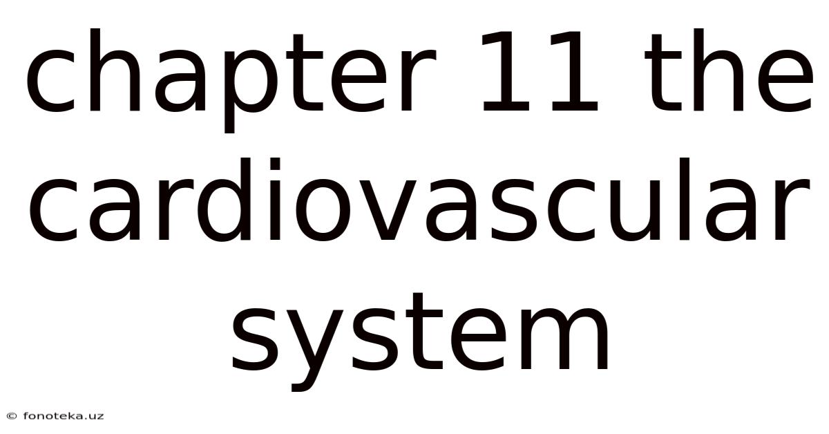 Chapter 11 The Cardiovascular System