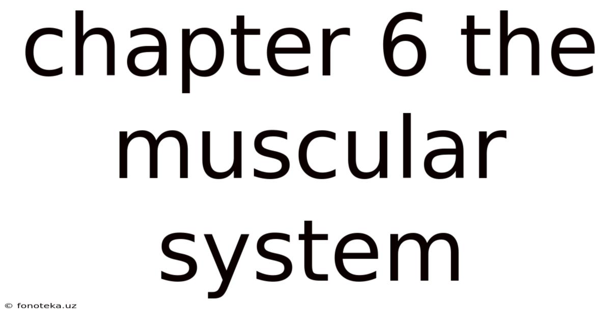 Chapter 6 The Muscular System