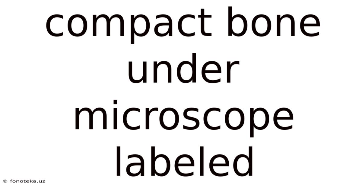 Compact Bone Under Microscope Labeled