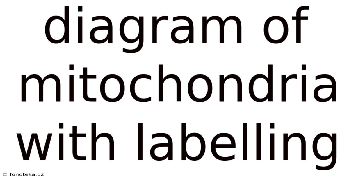 Diagram Of Mitochondria With Labelling