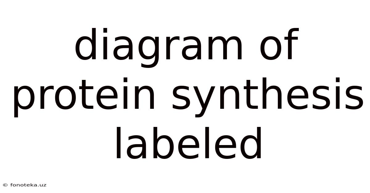 Diagram Of Protein Synthesis Labeled