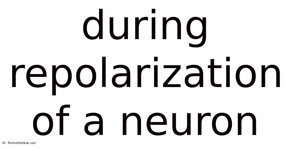 During Repolarization Of A Neuron