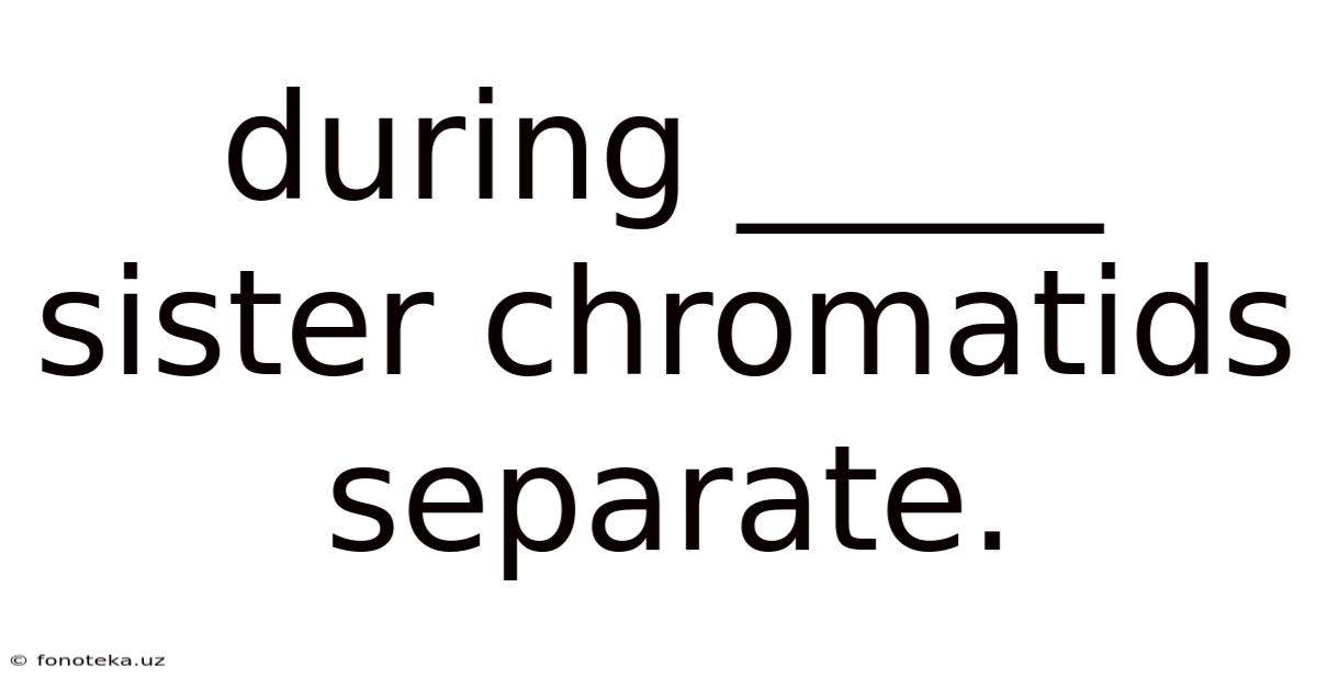 During _____ Sister Chromatids Separate.