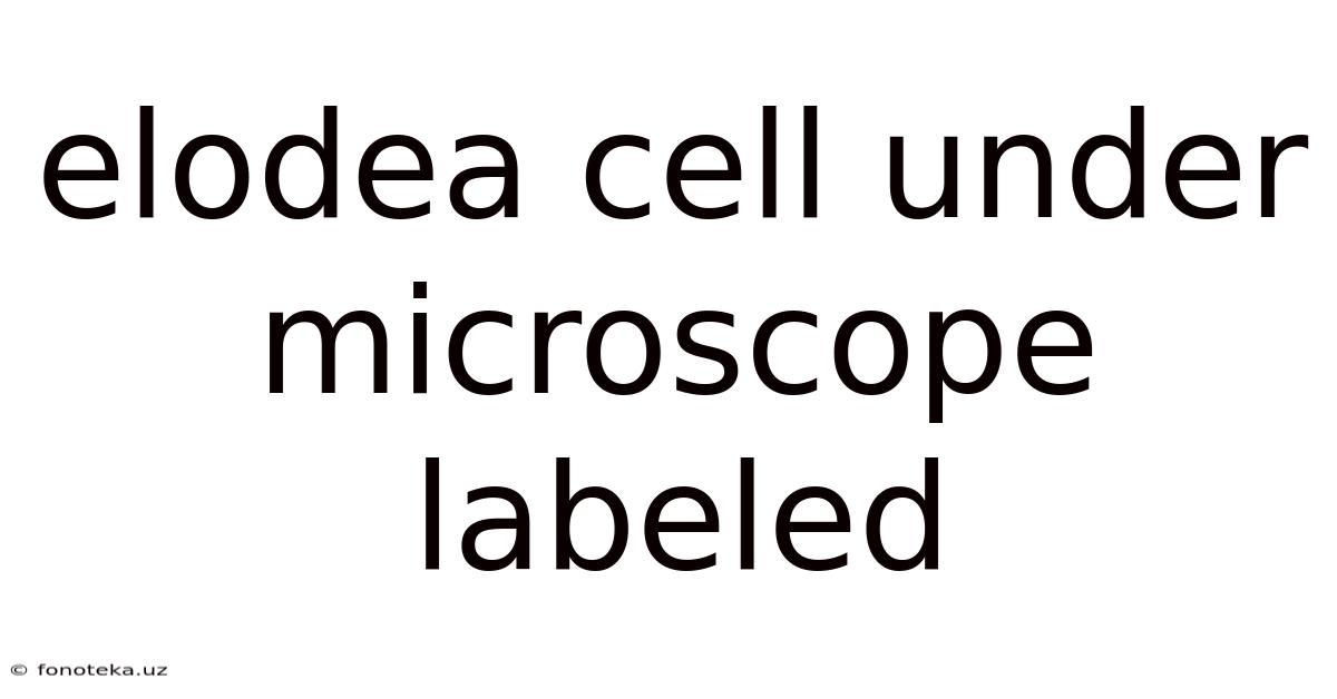 Elodea Cell Under Microscope Labeled