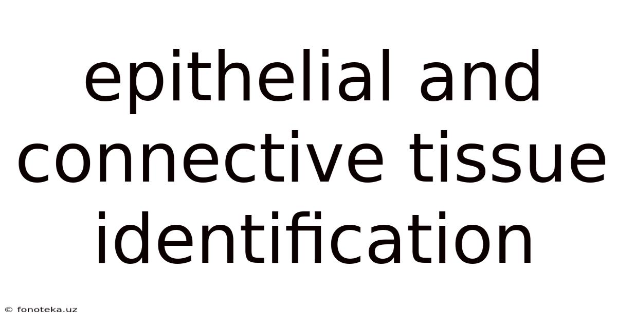 Epithelial And Connective Tissue Identification