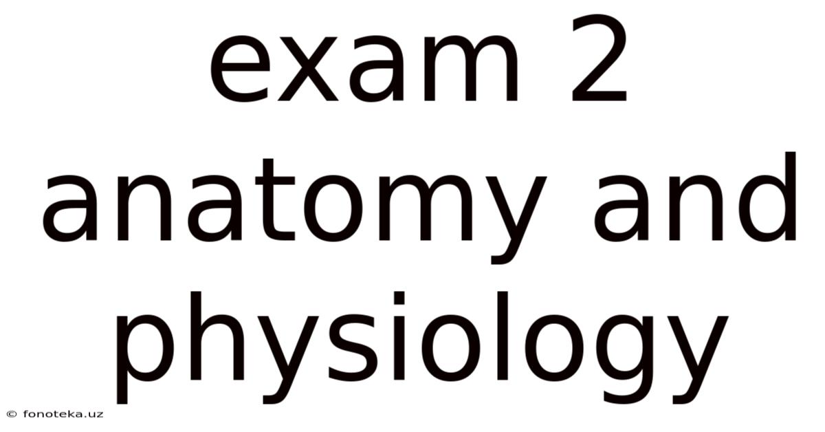 Exam 2 Anatomy And Physiology