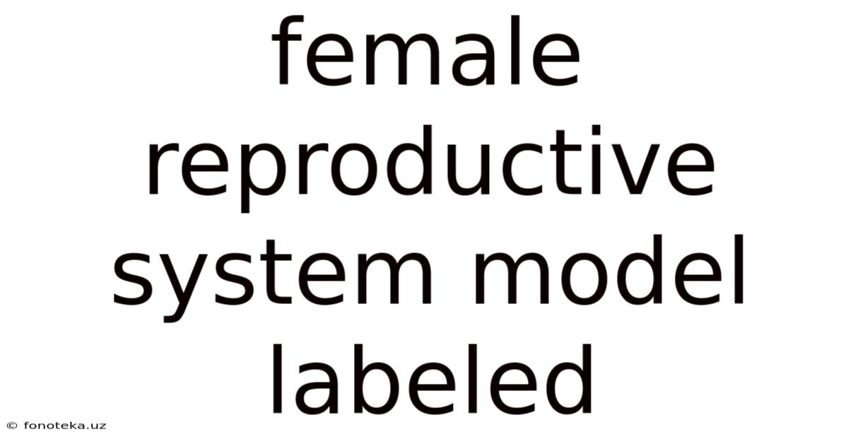 Female Reproductive System Model Labeled