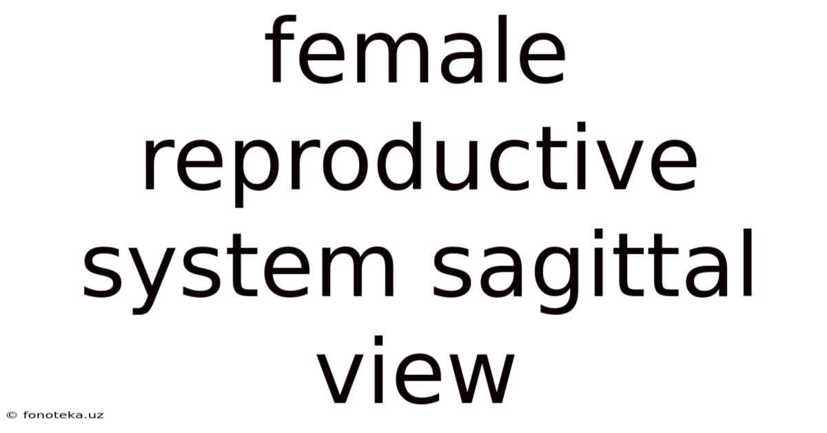 Female Reproductive System Sagittal View
