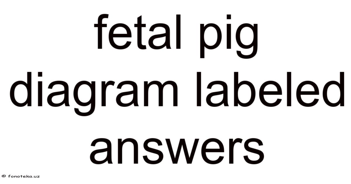 Fetal Pig Diagram Labeled Answers