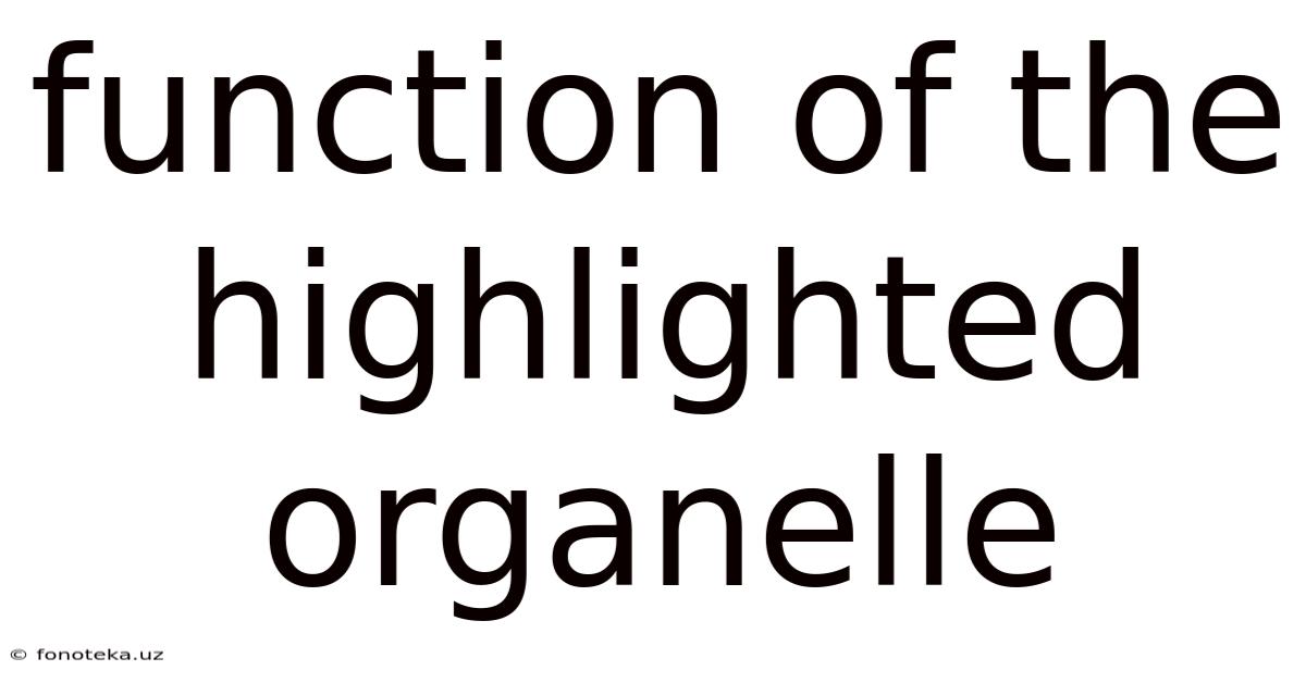 Function Of The Highlighted Organelle