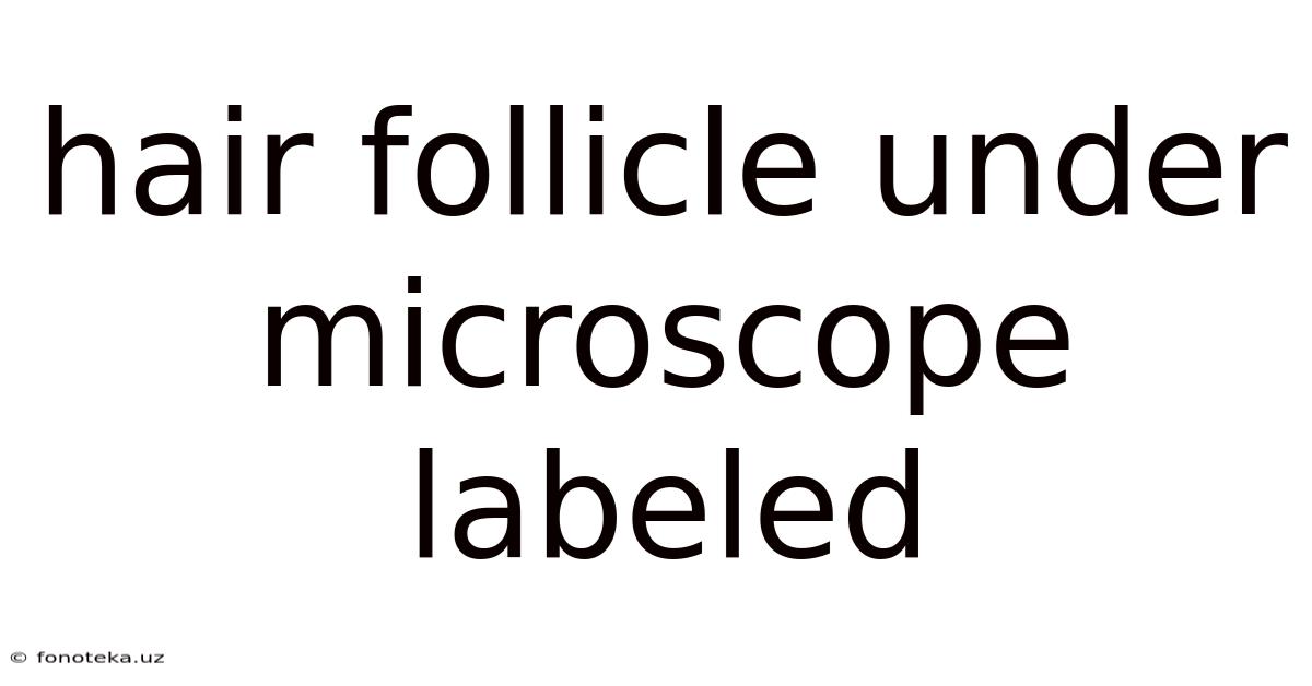 Hair Follicle Under Microscope Labeled