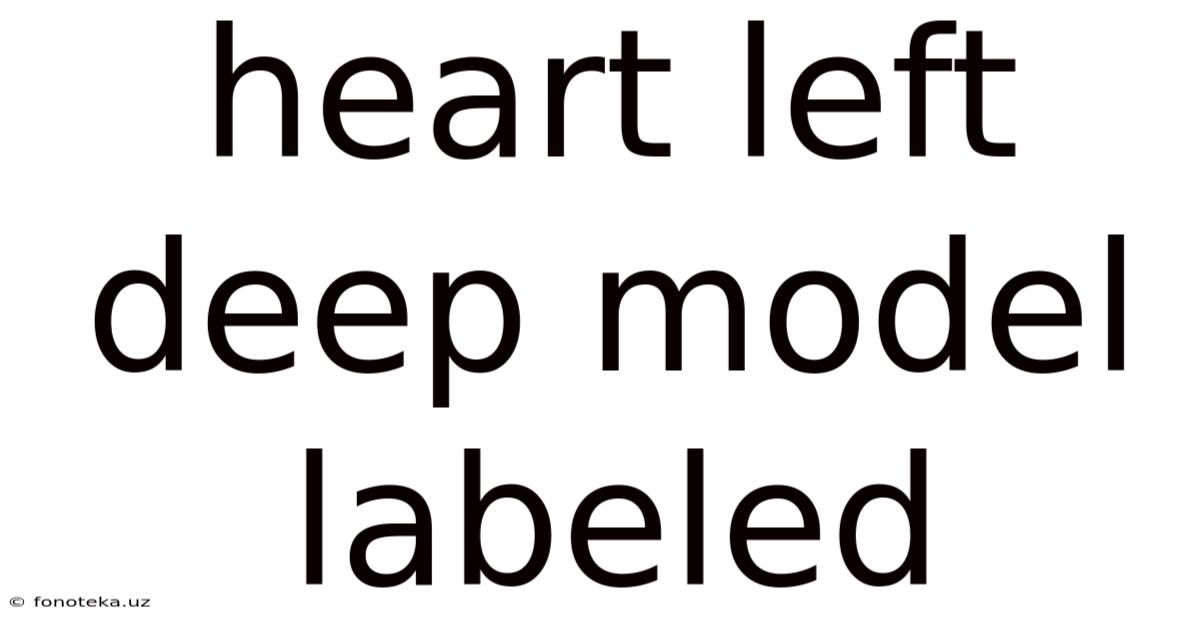 Heart Left Deep Model Labeled