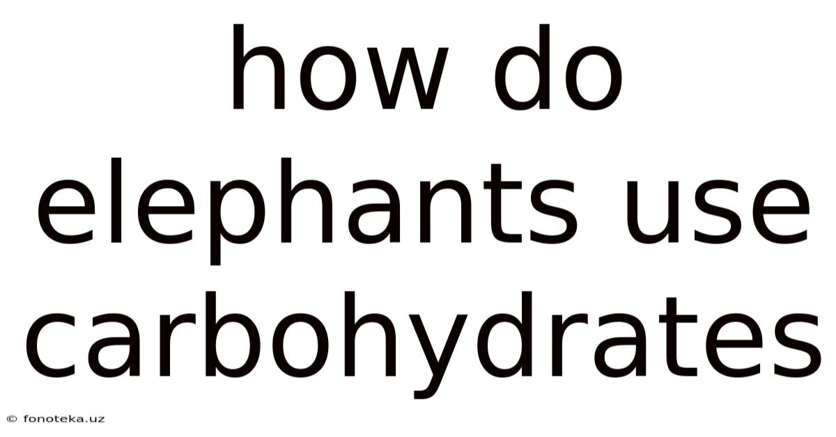 How Do Elephants Use Carbohydrates