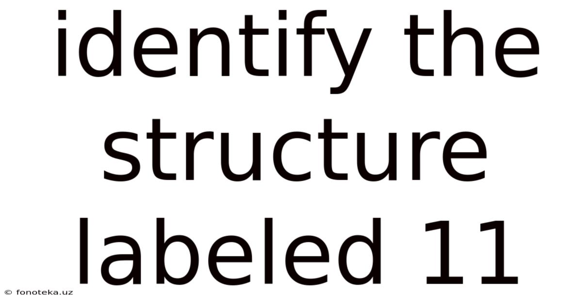 Identify The Structure Labeled 11