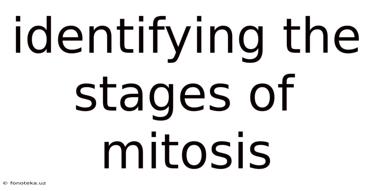 Identifying The Stages Of Mitosis