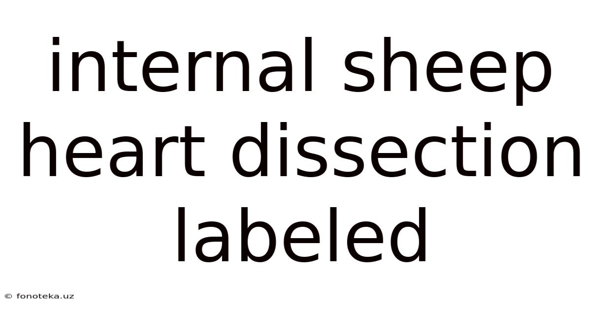 Internal Sheep Heart Dissection Labeled