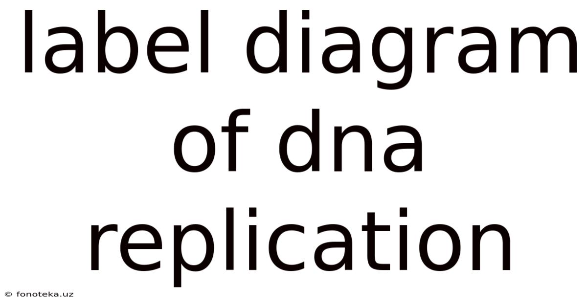 Label Diagram Of Dna Replication