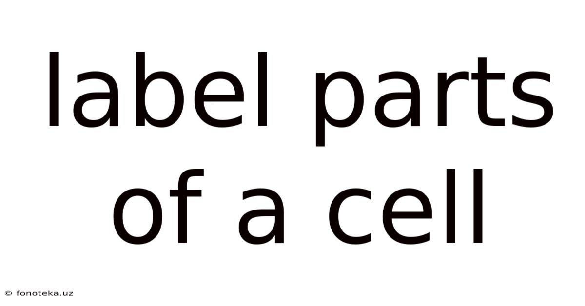 Label Parts Of A Cell