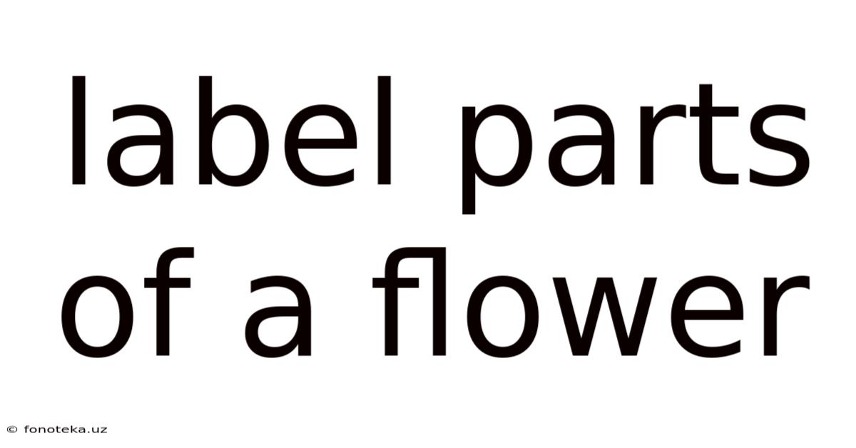 Label Parts Of A Flower
