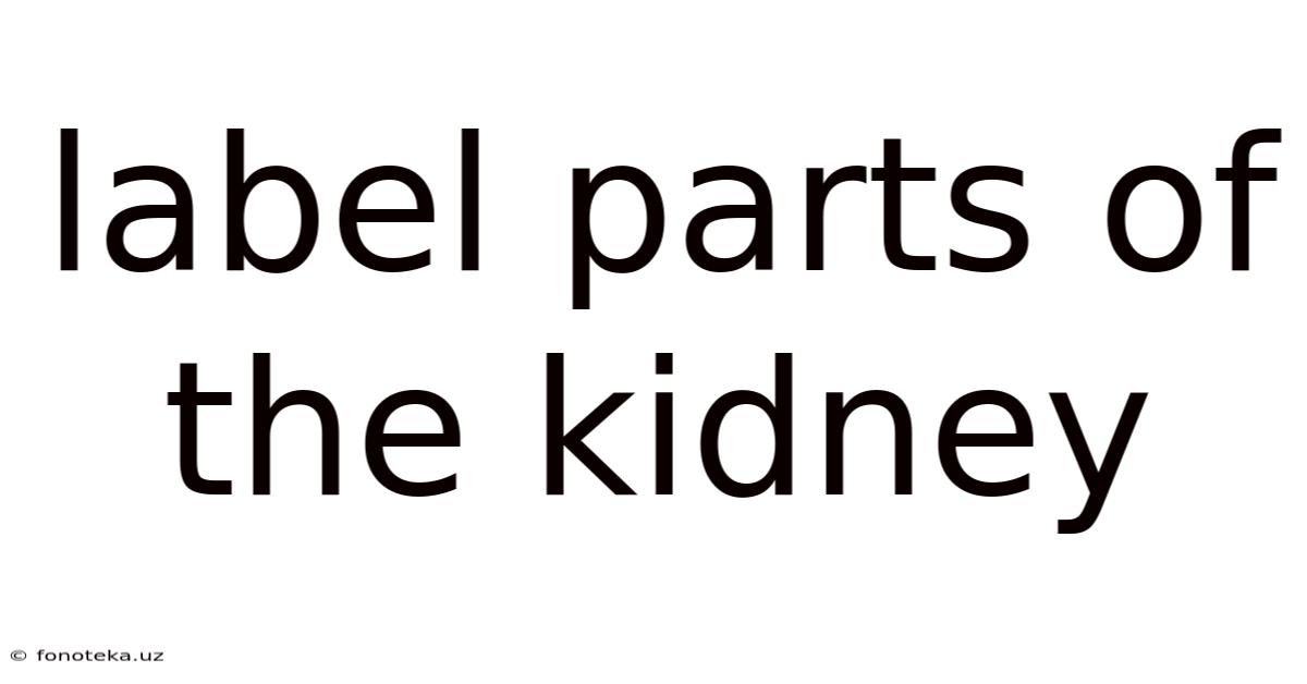 Label Parts Of The Kidney