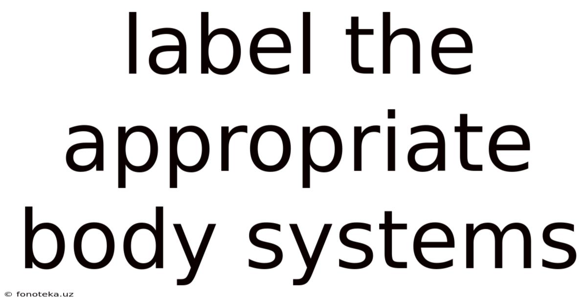 Label The Appropriate Body Systems