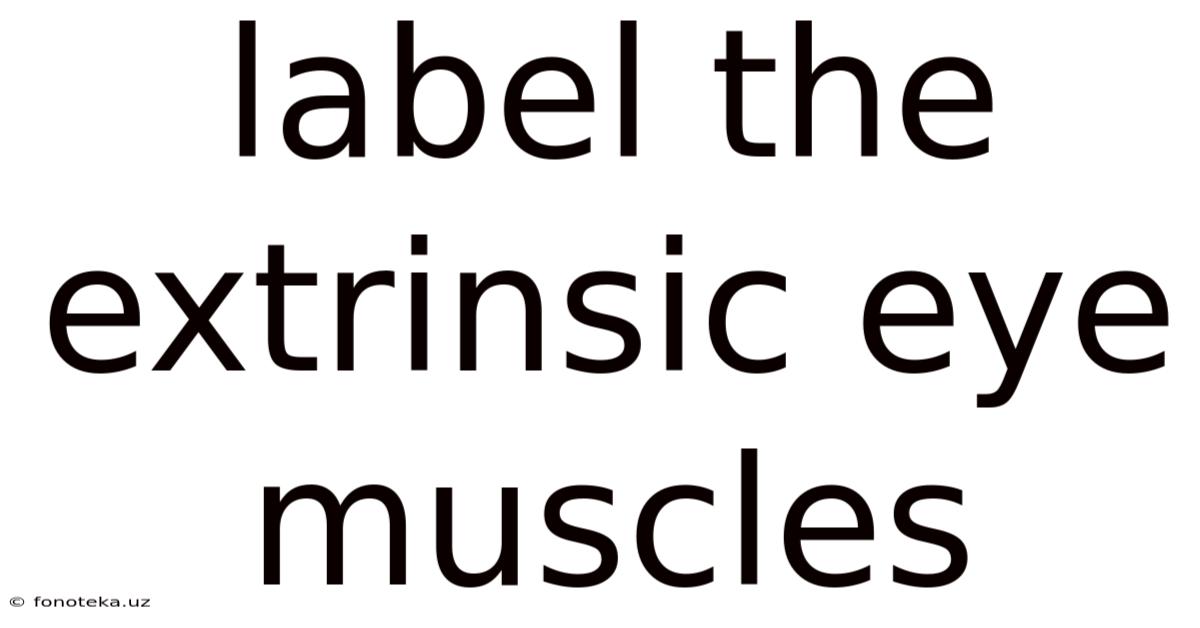 Label The Extrinsic Eye Muscles