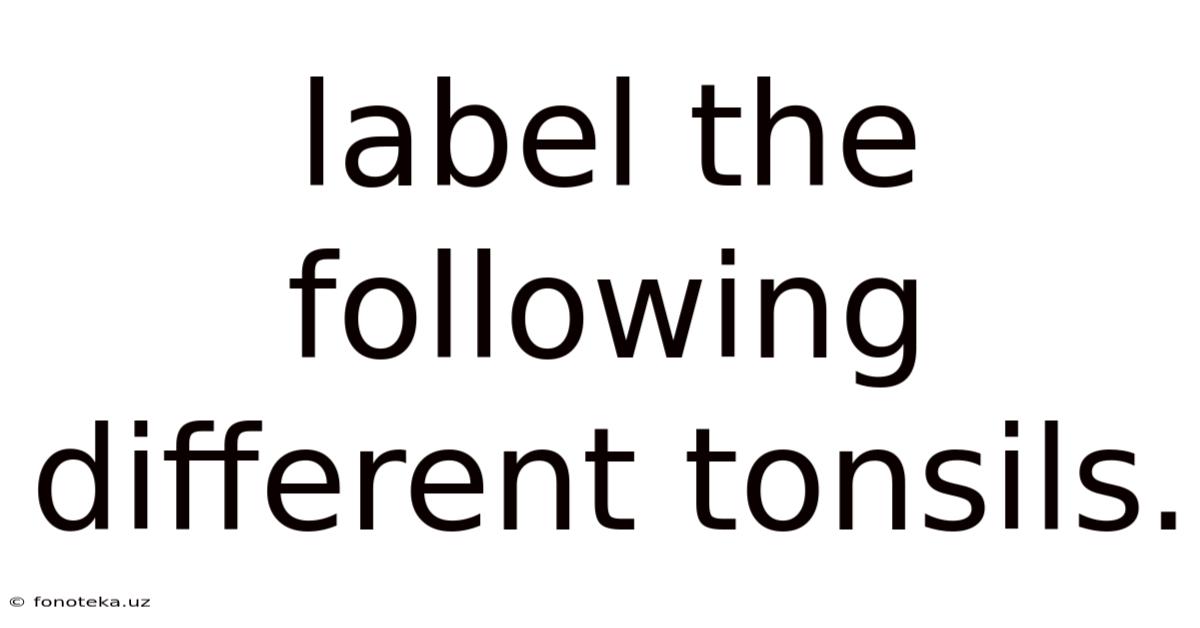 Label The Following Different Tonsils.