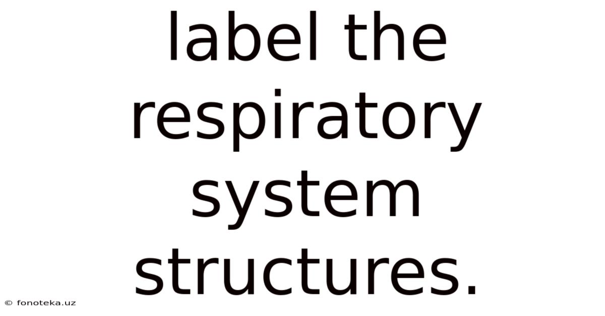 Label The Respiratory System Structures.