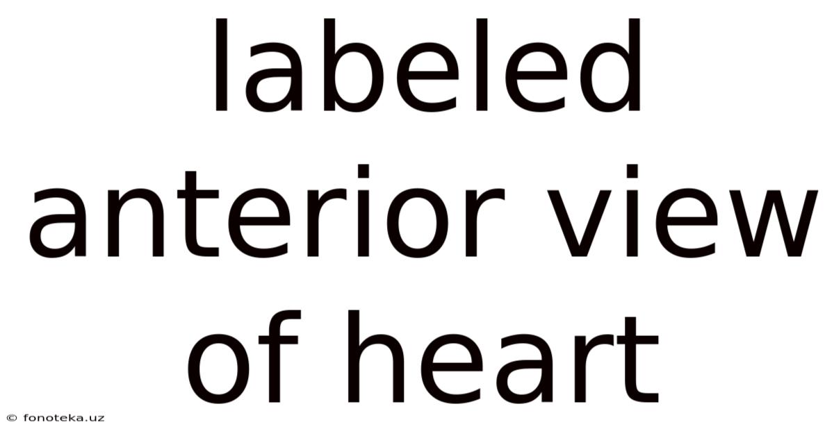 Labeled Anterior View Of Heart