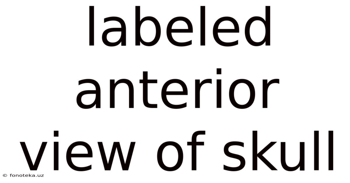 Labeled Anterior View Of Skull