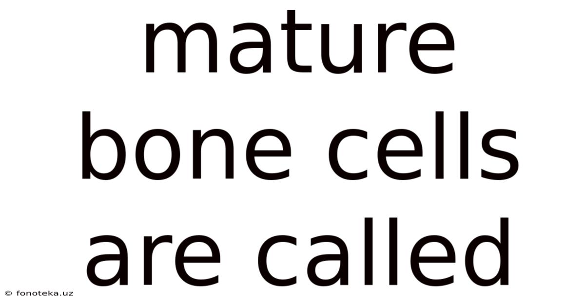 Mature Bone Cells Are Called