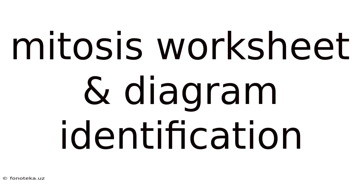 Mitosis Worksheet And Diagram Identification