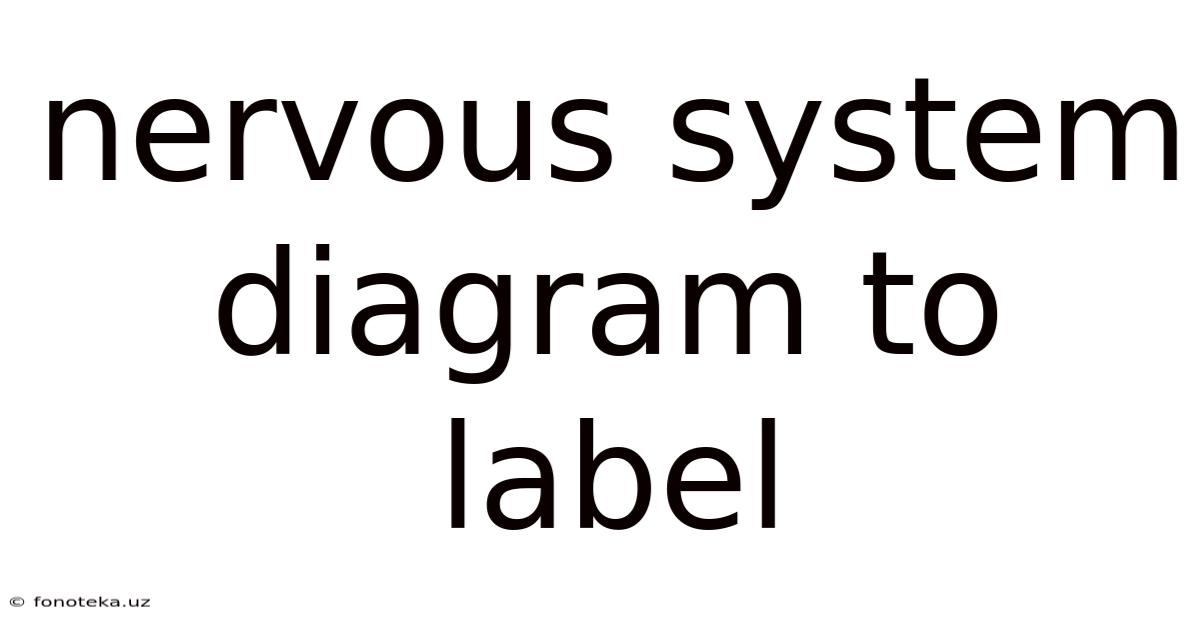 Nervous System Diagram To Label