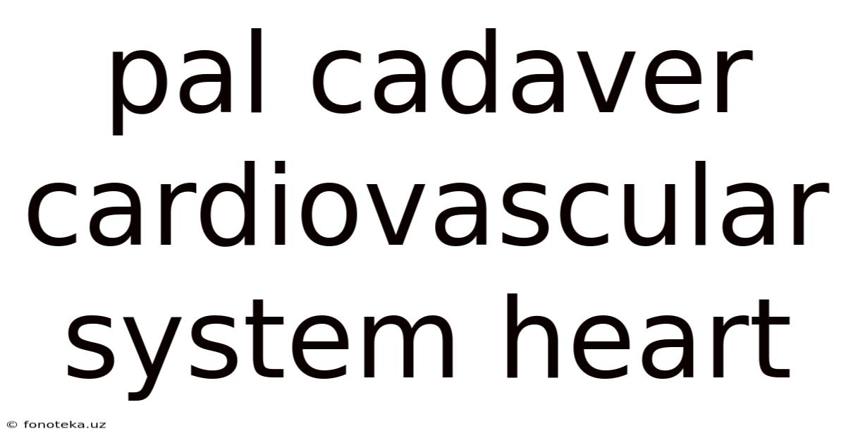 Pal Cadaver Cardiovascular System Heart