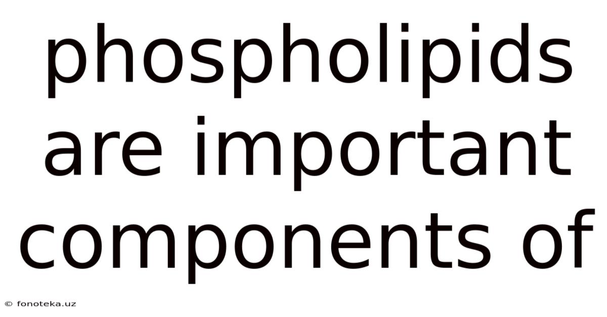 Phospholipids Are Important Components Of