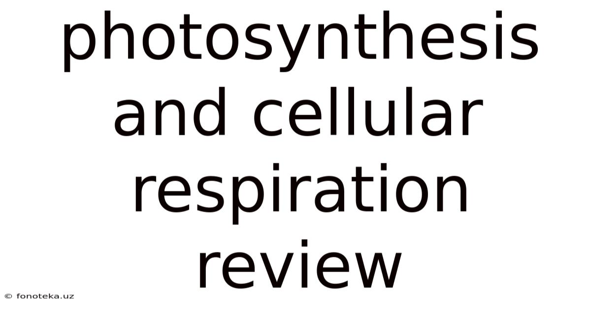 Photosynthesis And Cellular Respiration Review