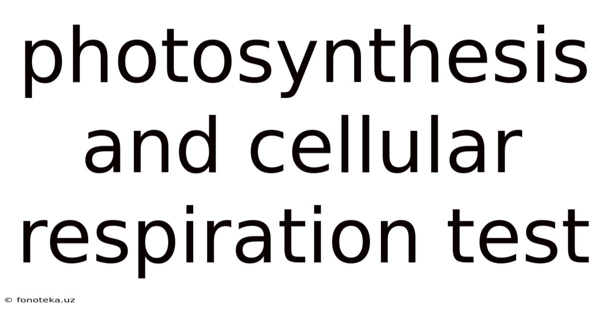 Photosynthesis And Cellular Respiration Test