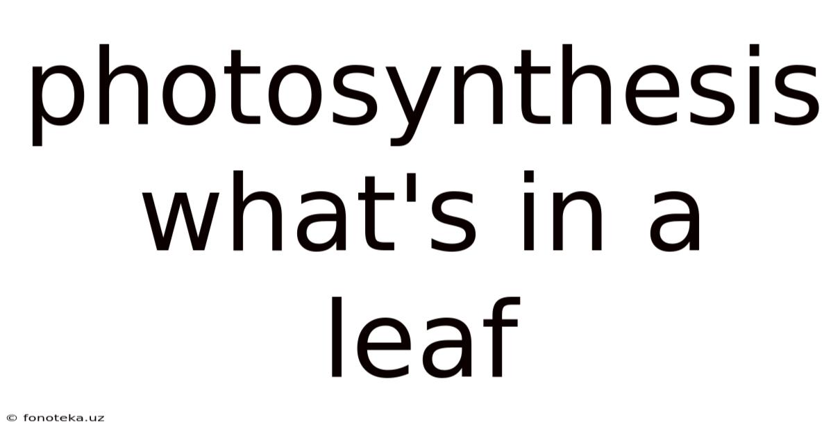 Photosynthesis What's In A Leaf