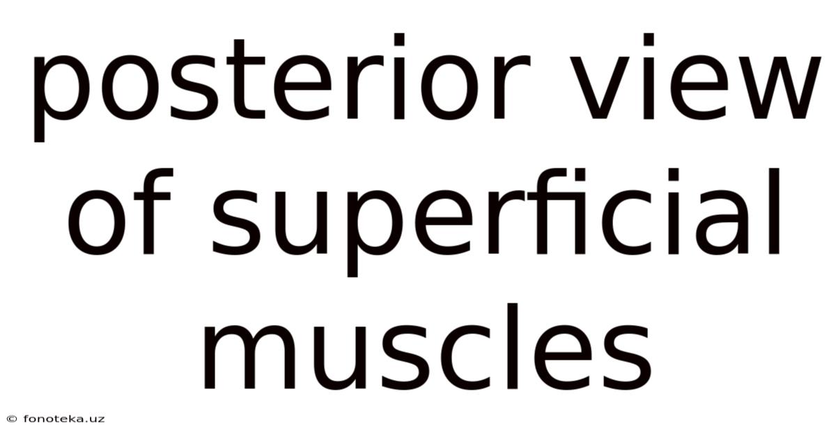 Posterior View Of Superficial Muscles