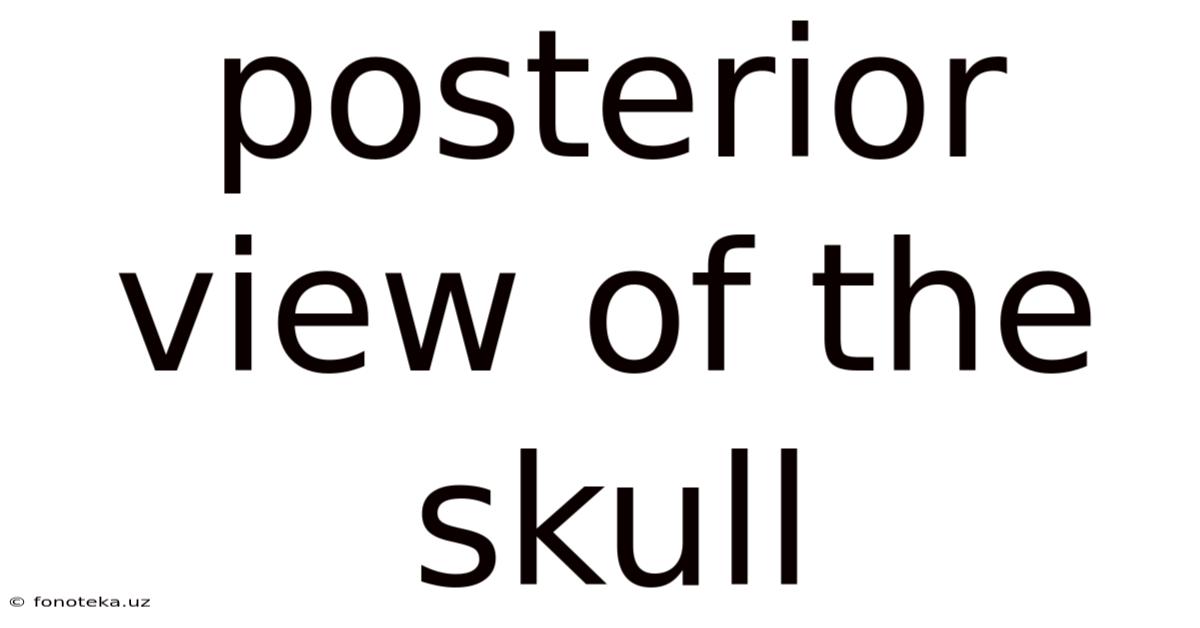 Posterior View Of The Skull