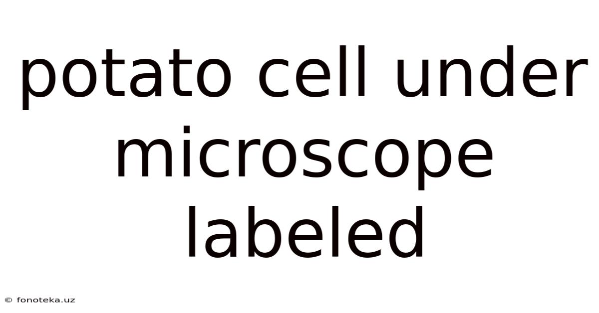 Potato Cell Under Microscope Labeled
