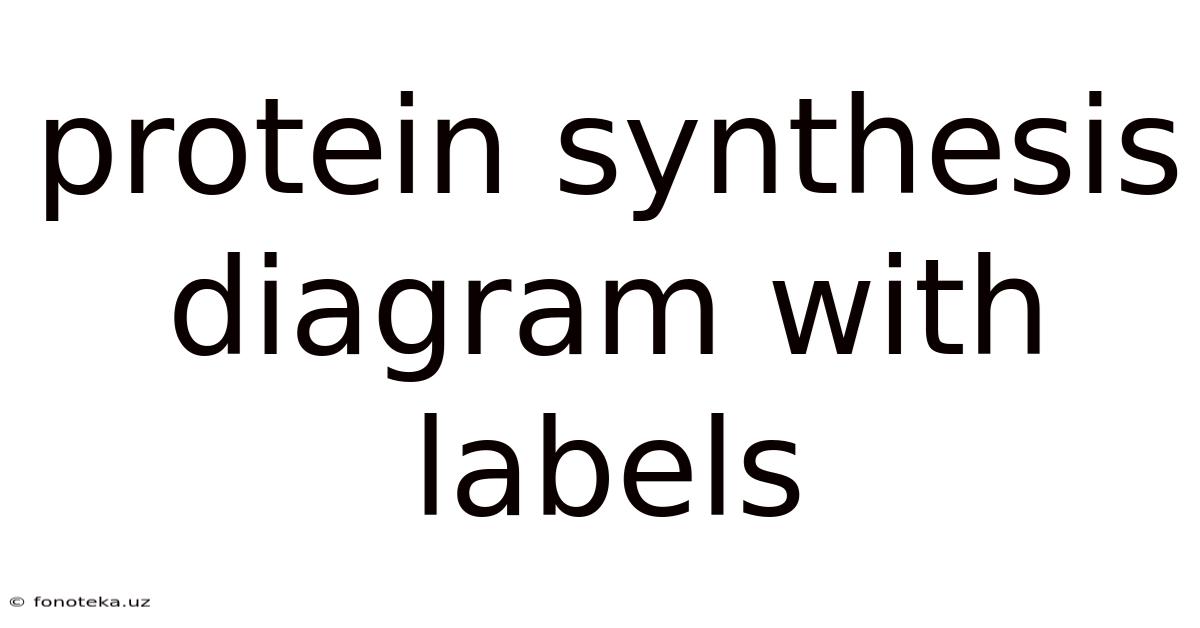 Protein Synthesis Diagram With Labels