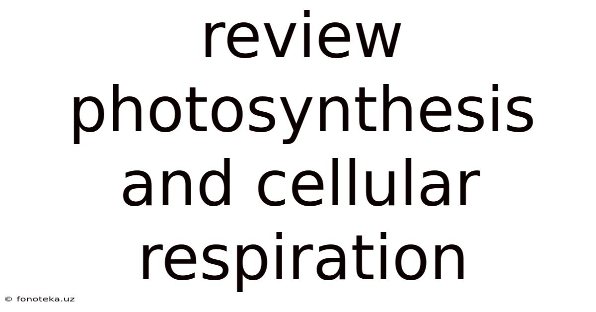 Review Photosynthesis And Cellular Respiration
