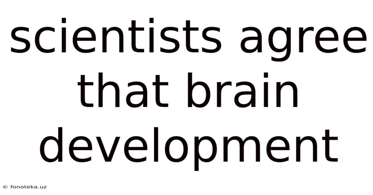 Scientists Agree That Brain Development